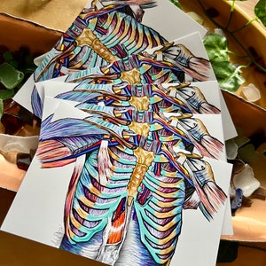 4x6 Anatomie Grußkartendruck 5er Set Dankeschön, medizinisches Geschenk, Anatomie Bündel, Anatomie Karte, LernnoteTiefe Muskelschicht der Brust