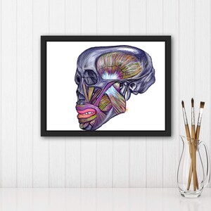 May include: A detailed anatomical illustration of a human skull and facial muscles, rendered in vibrant colours. The skull is depicted in a side profile, with the muscles of the face and jaw highlighted in shades of pink, purple, green, and yellow.