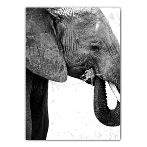 May include: A black and white photograph of an elephant's head and trunk. The elephant is eating grass with its trunk.