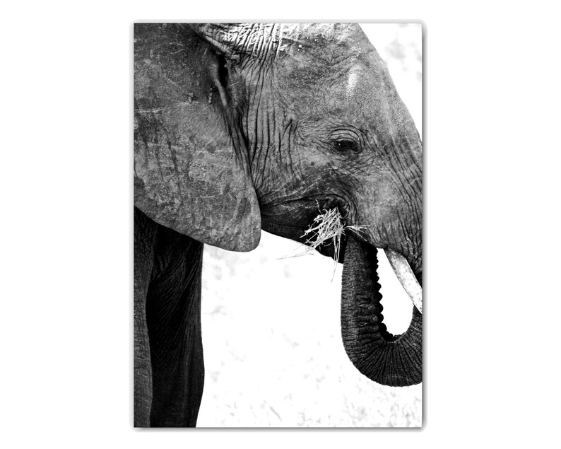 May include: A black and white photograph of an elephant's head and trunk. The elephant is eating grass with its trunk.