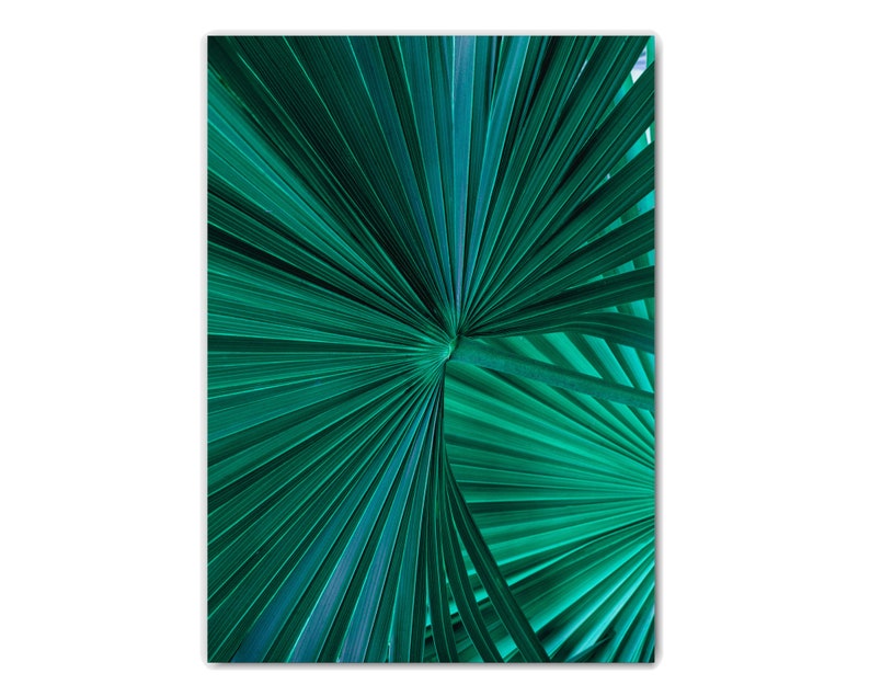 Op de afbeelding: Close-up van een levendig groen palmblad met een radiaal patroon van dunne, puntige bladeren.