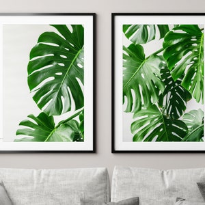 May include: Two framed prints of large, green monstera leaves against a white background.
