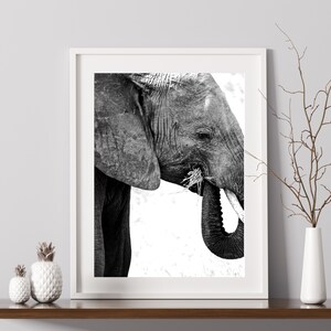 May include: Black and white photograph of an elephant's head and trunk, the elephant is eating grass.