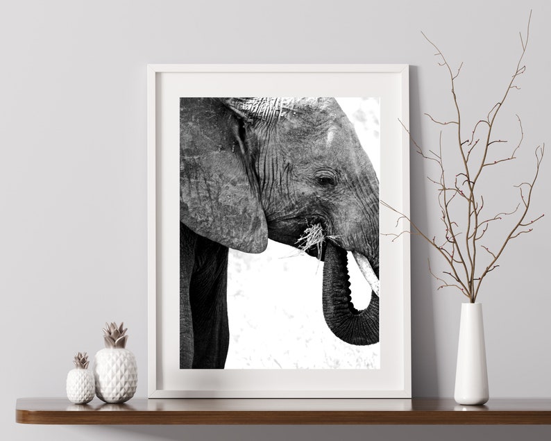May include: Black and white photograph of an elephant's head and trunk, the elephant is eating grass.
