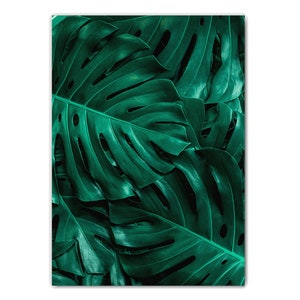 May include: Close-up of a group of large, dark green monstera leaves with intricate patterns.