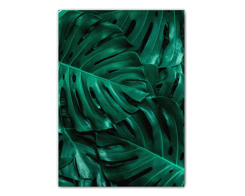 May include: Close-up of a group of large, dark green monstera leaves with intricate patterns.