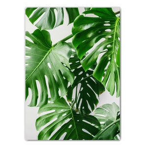 May include: Close-up of large, green monstera leaves against a white background. The leaves have a distinctive, heart-shaped form with holes and veins.