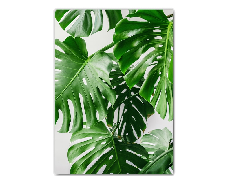 May include: Close-up of large, green monstera leaves against a white background. The leaves have a distinctive, heart-shaped form with holes and veins.