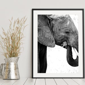 May include: Black and white photograph of an elephant's head and trunk, the elephant is eating grass. The background is a blurred white.