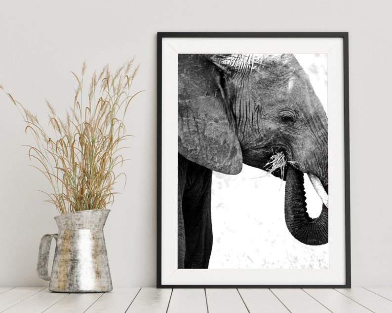 May include: Black and white photograph of an elephant's head and trunk, the elephant is eating grass. The background is a blurred white.