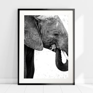 May include: Black and white photograph of an elephant's head and trunk, the elephant is eating grass with its trunk.