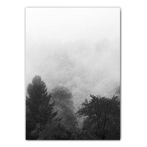 May include: A black and white photograph of a misty forest with tall trees. The fog is thick and obscures the details of the trees in the distance.