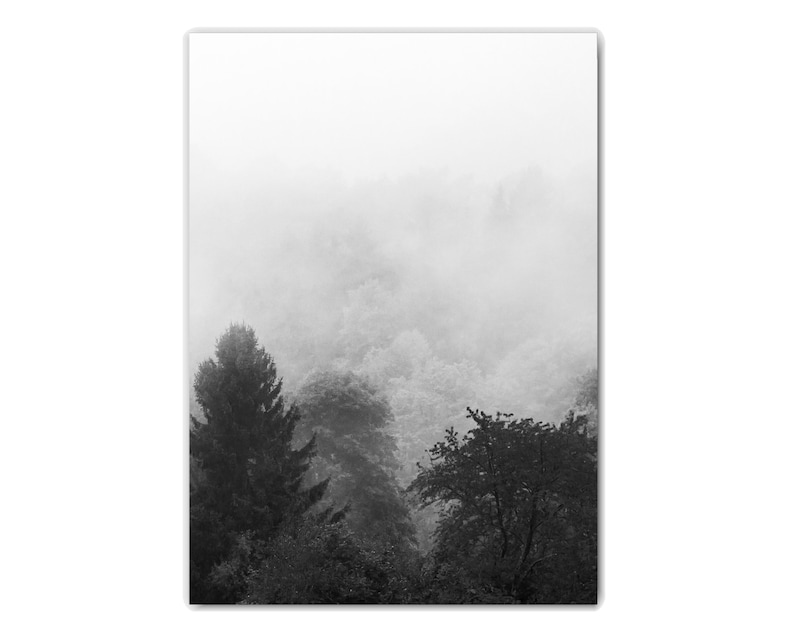 May include: A black and white photograph of a misty forest with tall trees. The fog is thick and obscures the details of the trees in the distance.