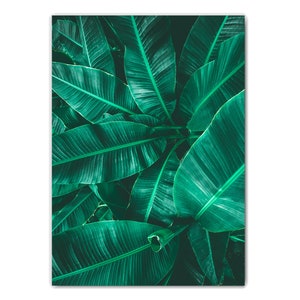 May include: A close-up image of a cluster of large, green banana leaves. The leaves are arranged in a layered pattern, creating a sense of depth and texture.