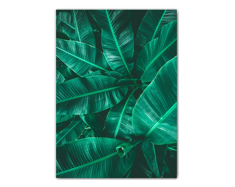 May include: A close-up image of a cluster of large, green banana leaves. The leaves are arranged in a layered pattern, creating a sense of depth and texture.
