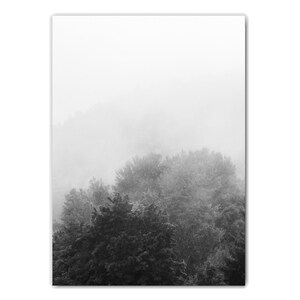 May include: A black and white photograph of a forest with fog rolling in. The trees are silhouetted against the white fog.