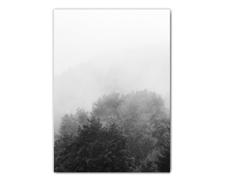 May include: A black and white photograph of a forest with fog rolling in. The trees are silhouetted against the white fog.