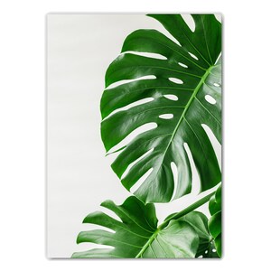 May include: A close-up of two large, green monstera leaves against a white background. The leaves have a distinctive, heart-shaped form with large holes and veins.