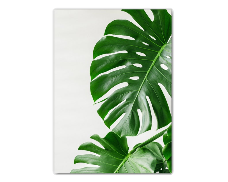May include: A close-up of two large, green monstera leaves against a white background. The leaves have a distinctive, heart-shaped form with large holes and veins.