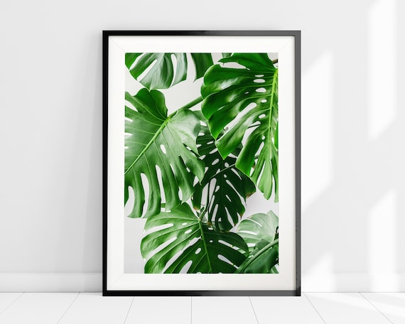 Monstera Pflanze Kunstdruck, Monstera Bltter Wandkunst, Tropischer  Palmendruck, minimalistische Wandkunst, modernes Wohndekor, Schweizer  Ksepflanze Poster - Etsy.de