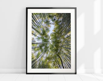 May include: A black framed photograph of a bamboo forest viewed from below, with the tall green stalks reaching up towards a bright blue sky.