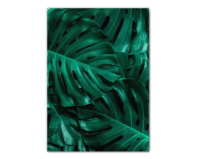 May include: Close-up of a group of large, dark green monstera leaves with intricate patterns.