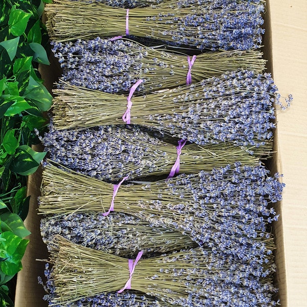 Faisceaux de lavande séchée 250 tiges Grade A| bouquet de lavande | RÉCOLTE PROPRE 2022 - | 100% naturel Fleurs pour la maison, décor de mariage