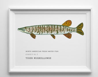 Tiger Muskellunge Fish Art - North American Freshwater Fish Series by Sarah Hiers Design - Tiger Muskellunge Art Design - Fish Print