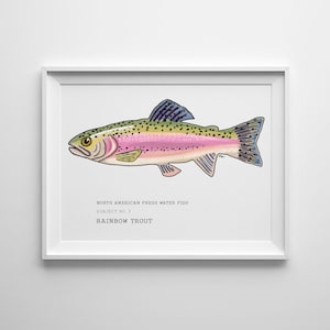 Rainbow Trout Art - North American Fresh Water Fish Series by Sarah Hiers Design - Rainbow Trout Print - Fishing Art