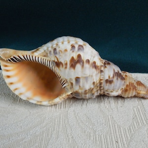 May include: A large, brown and white seashell with a long, pointed tip. The shell has a textured surface and a light orange interior.