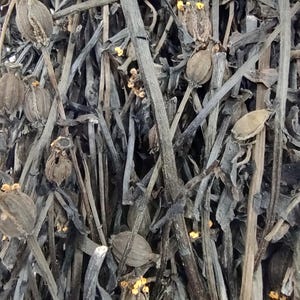Dried Ghost Flower: Whole dried Monotropa Uniflora AKA Indian Pipe, Ice Plant, Corpse Plant, for Tea & Tincture