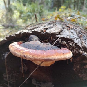 Red Belt Polypore, Fomitopsis pinicola, Whole Dried Mushroom for Tinctures or Crafts, from the forests of Washington State