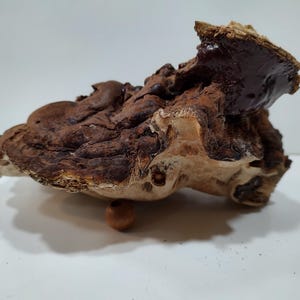 Ganoderma oregonense, North American Reishi, Whole, Dried Wild Mushroom