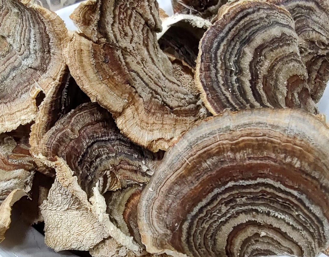 3 Oz. Turkey Tail Mushroom, Trametes Versicolor, Dried Whole Wild ...