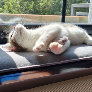 Puede incluir: Un gato blanco con manchas marrones descansa sobre un coj&iacute;n gris junto a una ventana, disfrutando del sol. La ventana es negra y se ve vegetaci&oacute;n al fondo.