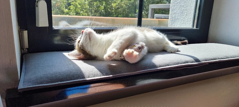 Puede incluir: Un gato blanco con manchas marrones descansa sobre un coj&iacute;n gris junto a una ventana, disfrutando del sol. La ventana es negra y se ve vegetaci&oacute;n al fondo.