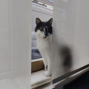Puede incluir: Un gato dom&eacute;stico blanco y gris est&aacute; sentado en un alf&eacute;izar, enmarcado por dos persianas blancas. El gato mira directamente a la c&aacute;mara. El fondo muestra un tejado.