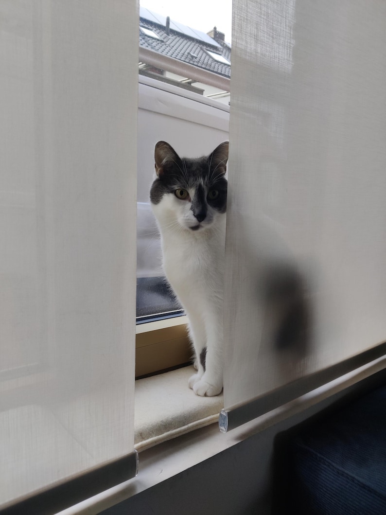 Puede incluir: Un gato dom&eacute;stico blanco y gris est&aacute; sentado en un alf&eacute;izar, enmarcado por dos persianas blancas. El gato mira directamente a la c&aacute;mara. El fondo muestra un tejado.