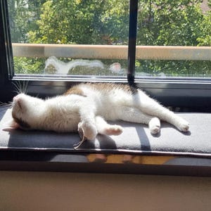 Puede incluir: Un gato, predominantemente blanco con manchas marrones, descansa sobre un coj&iacute;n gris en el alf&eacute;izar de la ventana. El gato est&aacute; acostado cerca de una ventana con vistas a &aacute;rboles verdes. El marco de la ventana es negro y la escena est&aacute; iluminada por el sol.