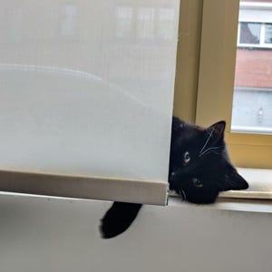 Puede incluir: Un gato negro se asoma por detr&aacute;s de una persiana blanca. El gato tiene ojos verdes y una marca blanca en la cara. La cola del gato cuelga. En el fondo se ven una ventana y un edificio.