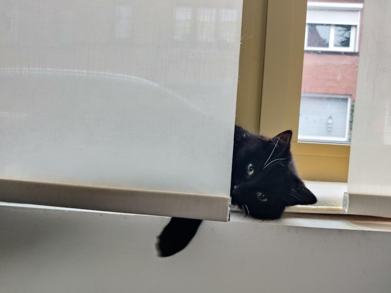 Puede incluir: Un gato negro se asoma por detr&aacute;s de una persiana blanca. El gato tiene ojos verdes y una marca blanca en la cara. La cola del gato cuelga. En el fondo se ven una ventana y un edificio.