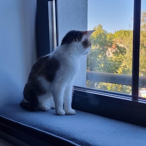 Puede incluir: Un gato dom&eacute;stico con pelaje blanco, marr&oacute;n y naranja est&aacute; sentado en un alf&eacute;izar azul, mirando por la ventana. La ventana ofrece una vista de &aacute;rboles verdes y un cielo azul. El gato es el foco principal.