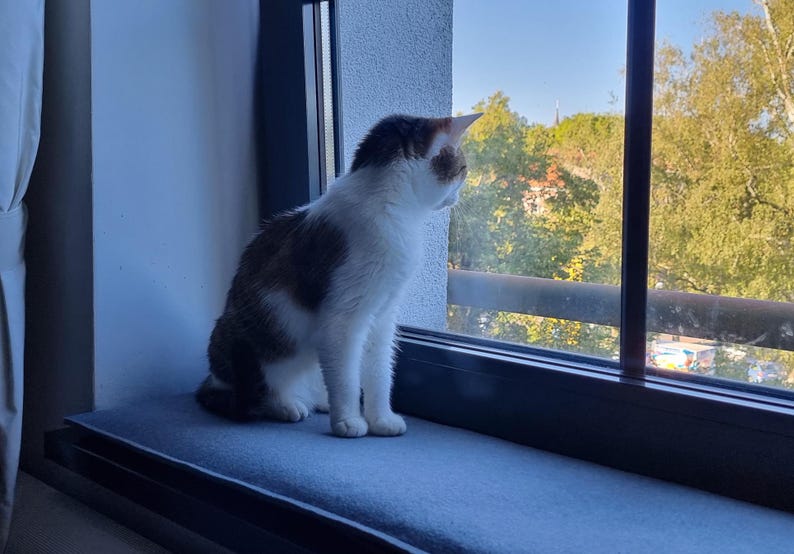 Puede incluir: Un gato dom&eacute;stico con pelaje blanco, marr&oacute;n y naranja est&aacute; sentado en un alf&eacute;izar azul, mirando por la ventana. La ventana ofrece una vista de &aacute;rboles verdes y un cielo azul. El gato es el foco principal.
