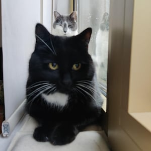 Puede incluir: Un gato negro con marcas blancas en el pecho y la cara est&aacute; sentado sobre una superficie blanca. Un gato gris y blanco es visible en el fondo, cerca de una ventana.