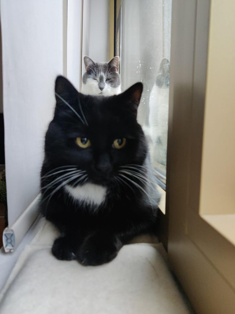 Puede incluir: Un gato negro con marcas blancas en el pecho y la cara est&aacute; sentado sobre una superficie blanca. Un gato gris y blanco es visible en el fondo, cerca de una ventana.