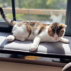 Puede incluir: Un gato dom&eacute;stico con marcas marrones y blancas descansa sobre un coj&iacute;n gris de asiento de ventana. El gato est&aacute; acostado, con la cabeza y las patas visibles. El fondo muestra una ventana y la luz del sol.