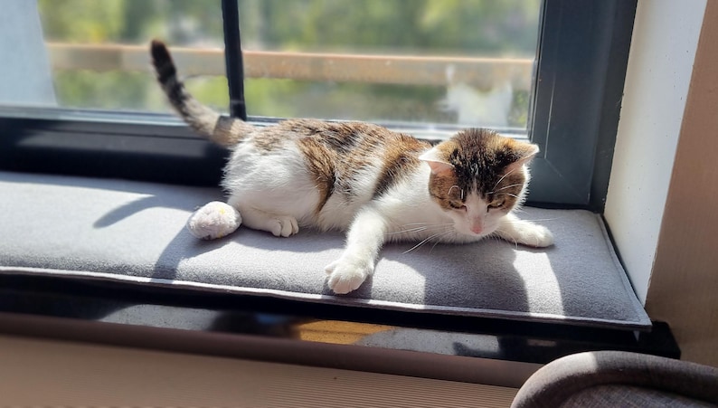 Puede incluir: Un gato dom&eacute;stico con marcas marrones y blancas descansa sobre un coj&iacute;n gris de asiento de ventana. El gato est&aacute; acostado, con la cabeza y las patas visibles. El fondo muestra una ventana y la luz del sol.