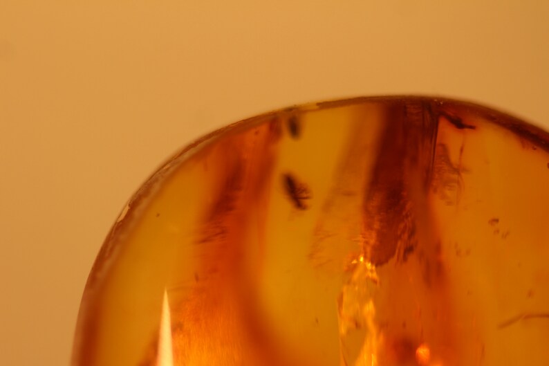 v2 Natural Baltic Amber insects spider fly .