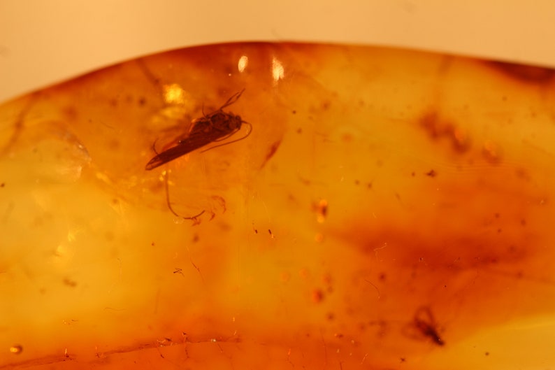 Natural Baltic Amber insects m 7