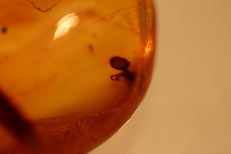 v2 Natural Baltic Amber insects spider fly .